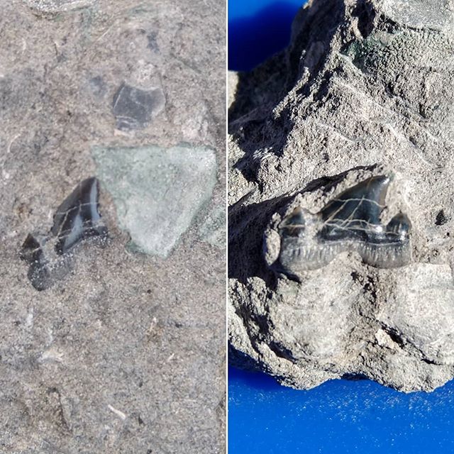 昨年アンモナイトセンターで採取したサメの歯をクリーニング中歯根がきれいに残ってた#化石 #アンモナイトセンター